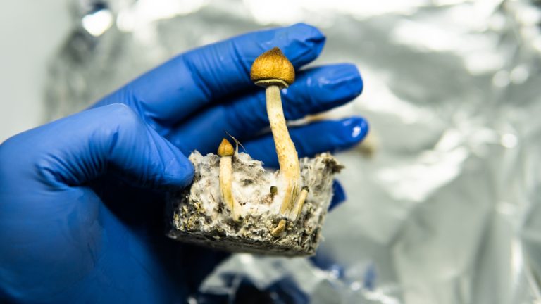 All About Psilocybin